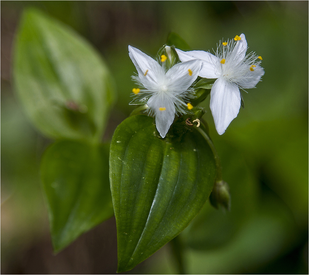 Weniger als 1cm messen diese netten Blüten