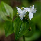 Weniger als 1cm messen diese netten Blüten