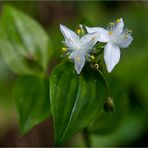 Weniger als 1cm messen diese netten Blüten