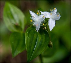 Weniger als 1cm messen diese netten Blüten