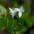 Weniger als 1cm messen diese netten Blüten