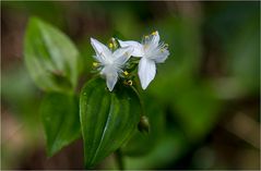 Weniger als 1cm messen diese netten Blüten