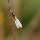 weniger mittige Scharlachlibelle