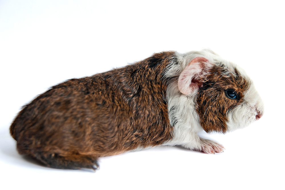 Weniger Schweinchen von Karl Peisker