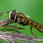 Wenigsten die kleinen Schwebfliegen