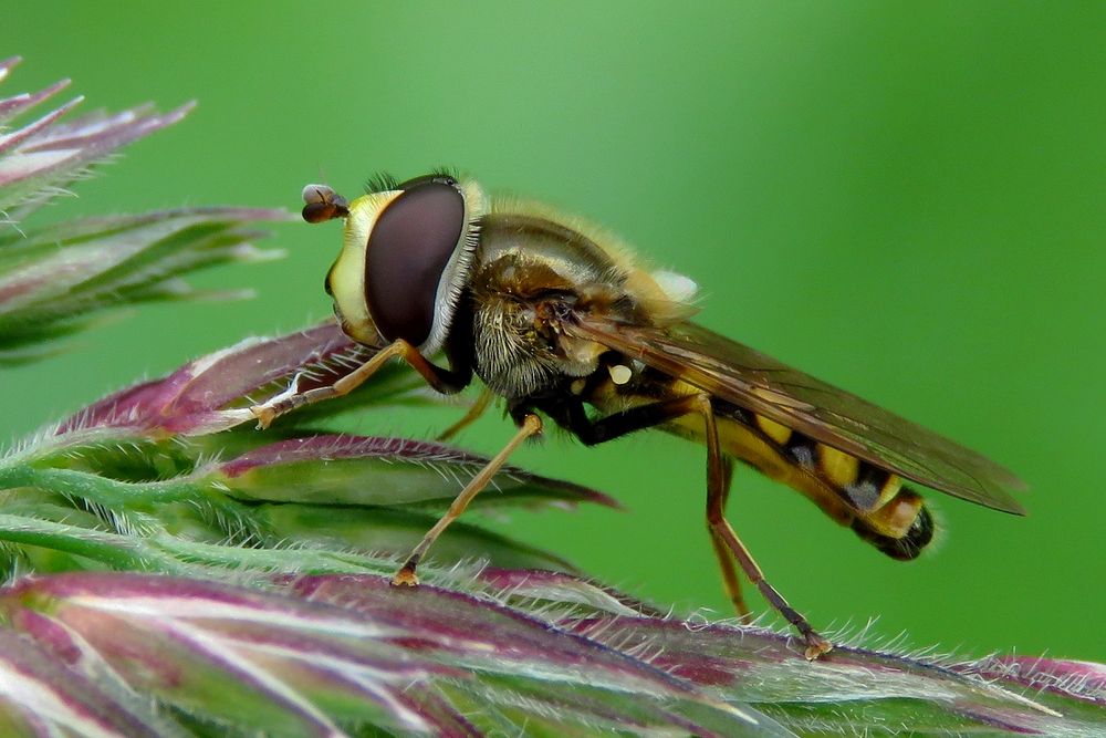 Wenigsten die kleinen Schwebfliegen