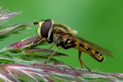 Wenigsten die kleinen Schwebfliegen