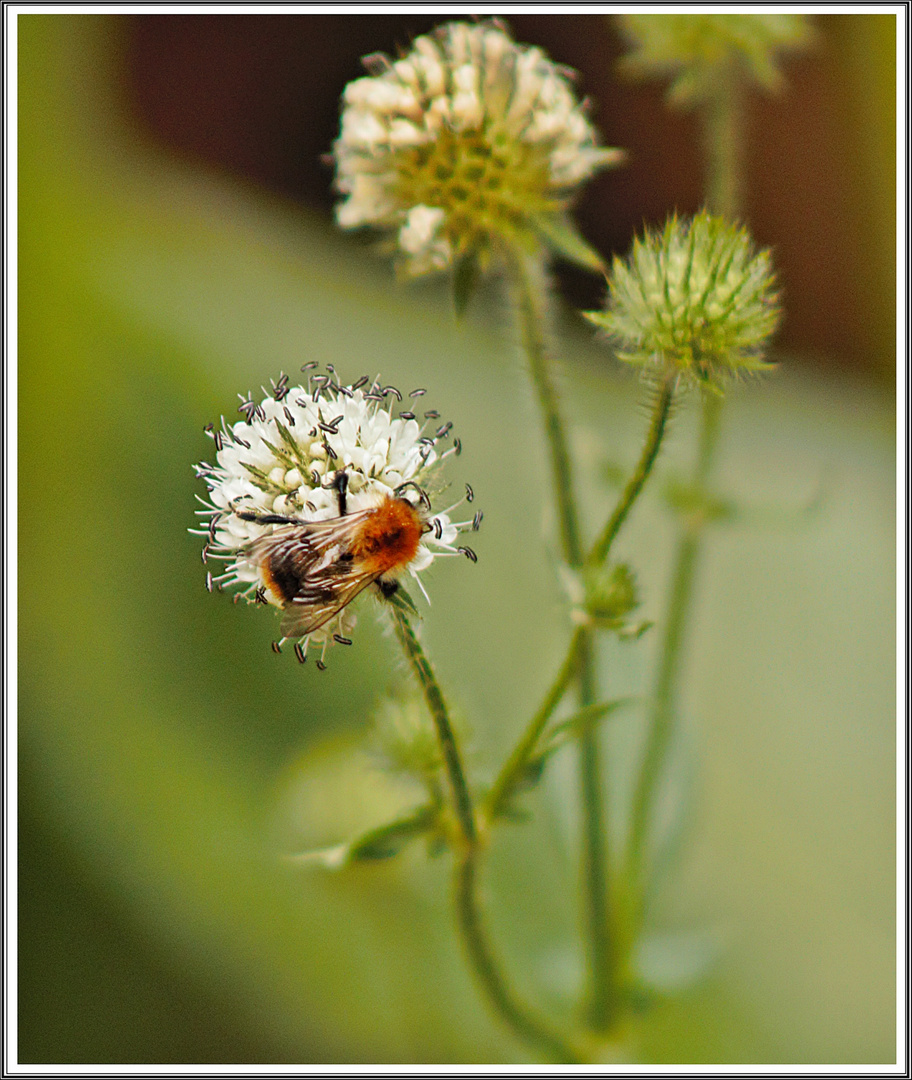 Wenigsten etwas Natur