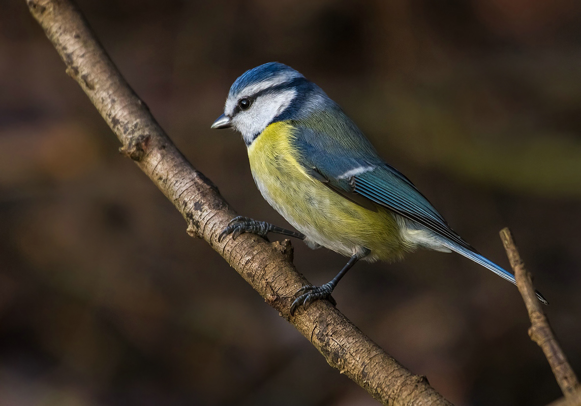 Wenigstens a Blaumeiser'l