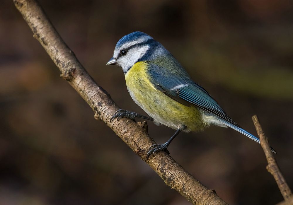 Wenigstens a Blaumeiser'l