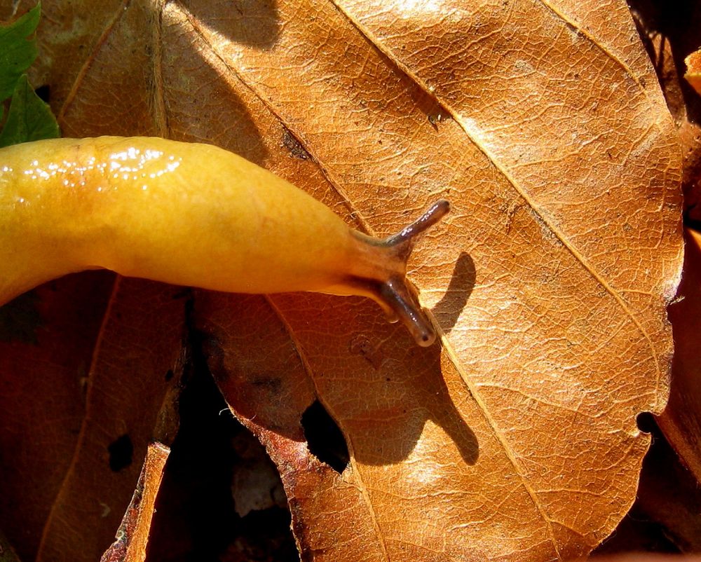 Wenigstens der Schatten ist scharf....