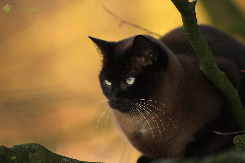 wenigstens ein Hauch von Farbe :-)