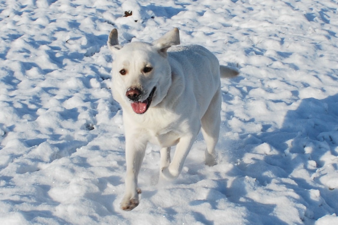 Wenigstens einer hat Spaß am Schnee