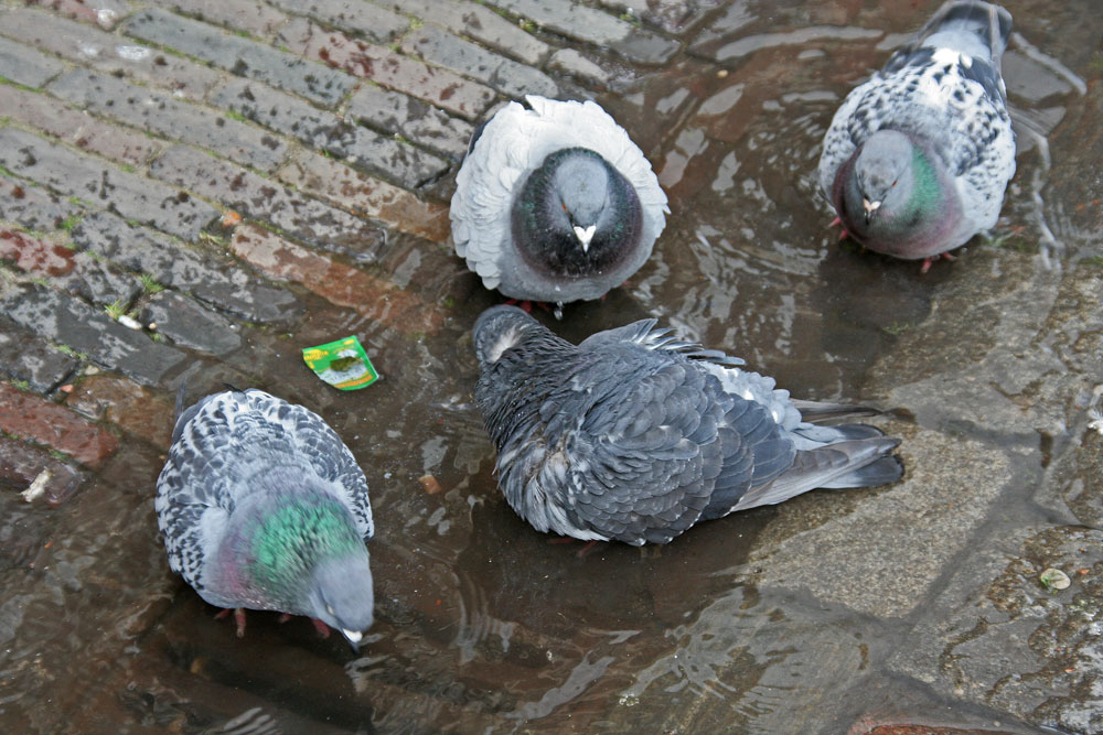 wenigstens einmal am Tag baden...