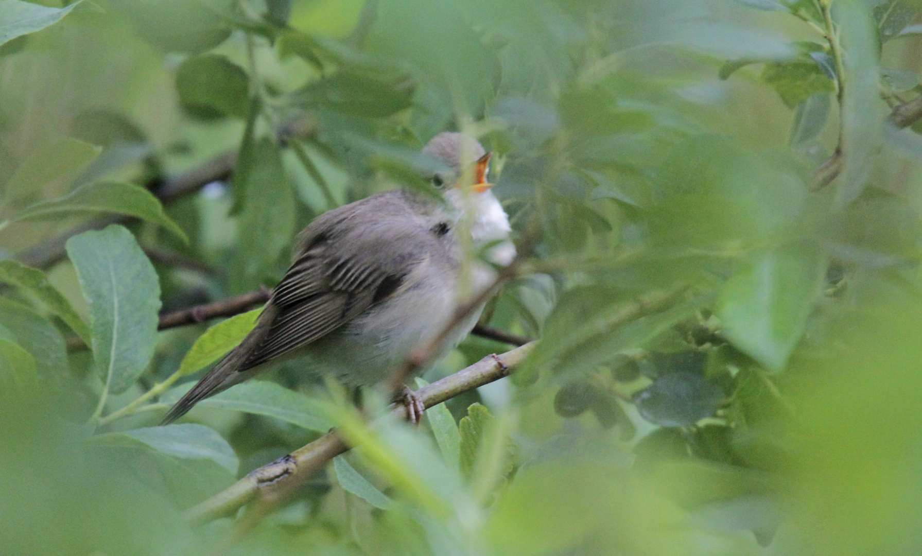 Wenn 10 Vogelarten hintereinander...