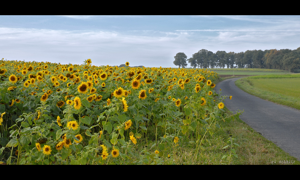 ...wenn 600 Sonnenblumen eine Straße überqueren wollen...