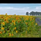 ...wenn 600 Sonnenblumen eine Straße überqueren wollen...