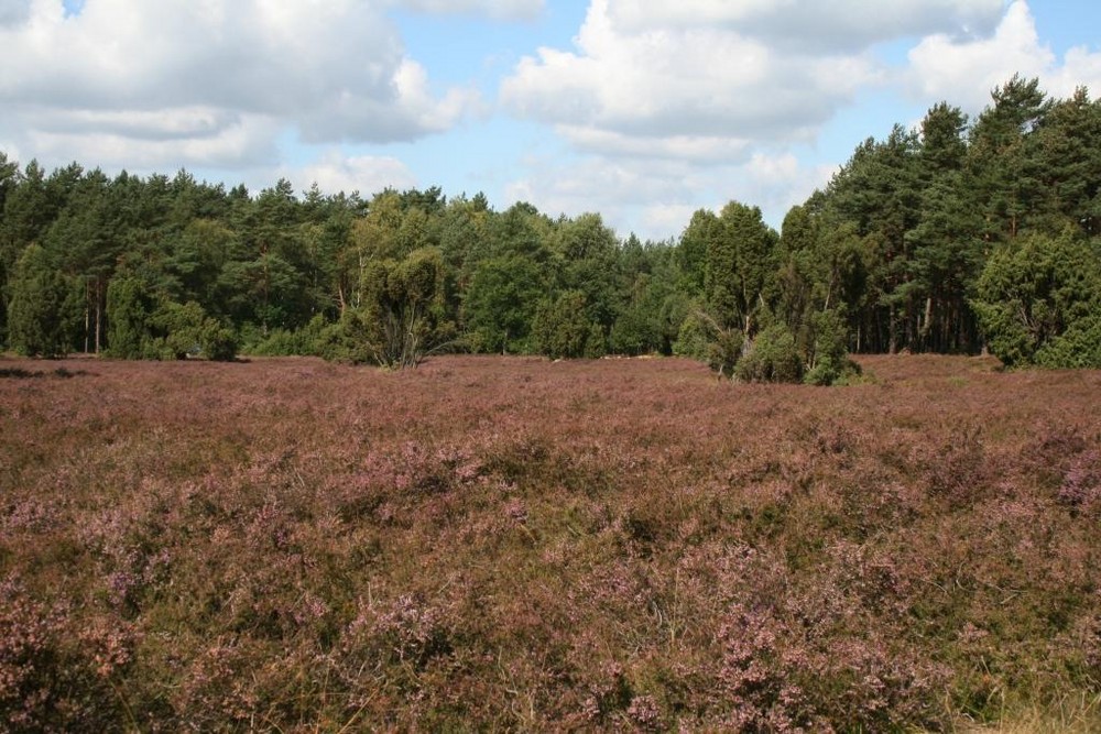 Wenn abends die Heide träumt