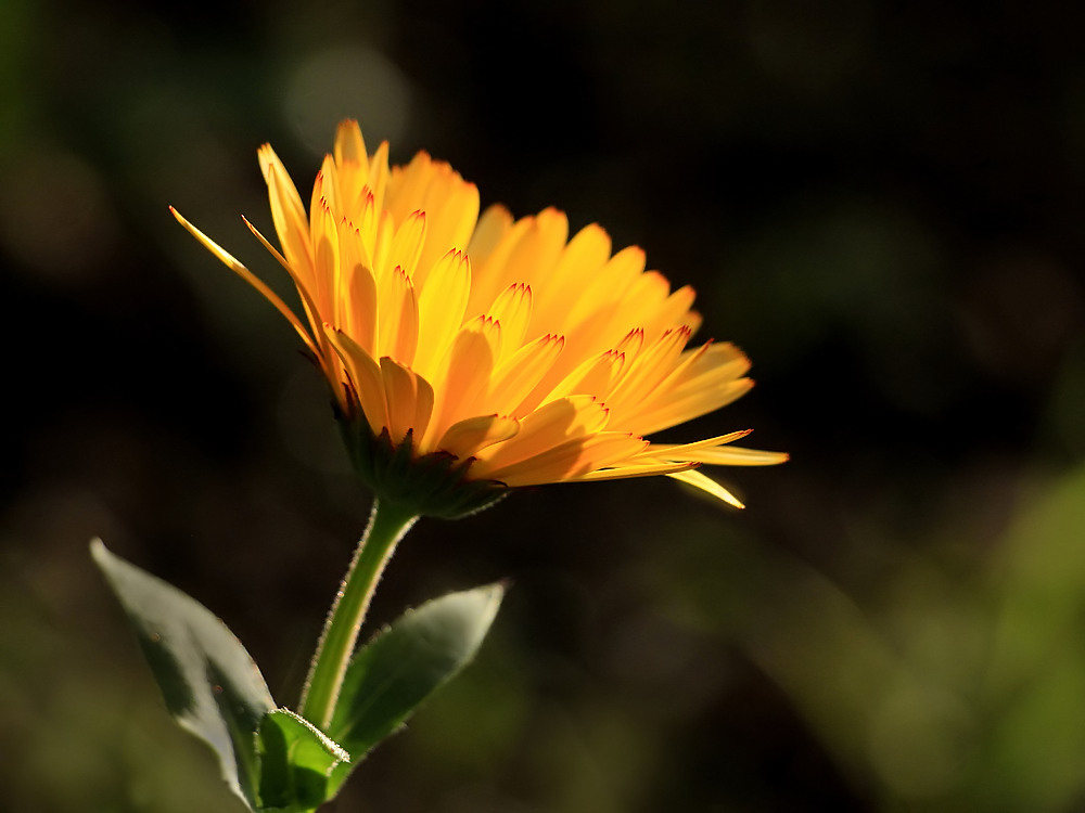 Wenn alle Blumen Freude machen...