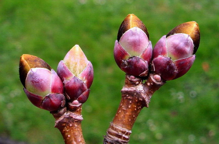 "... wenn alle Knospen springen ..."