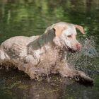 Wenn alles planscht und gurgelt, fühlt sich der Retriever am wohlsten...