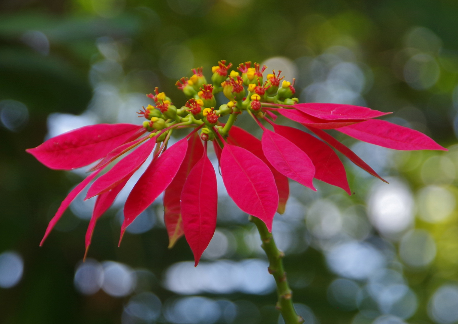 Wenn Am 3 Marz Foto Bild Blumen Pflanzen Asia Bilder Auf Fotocommunity