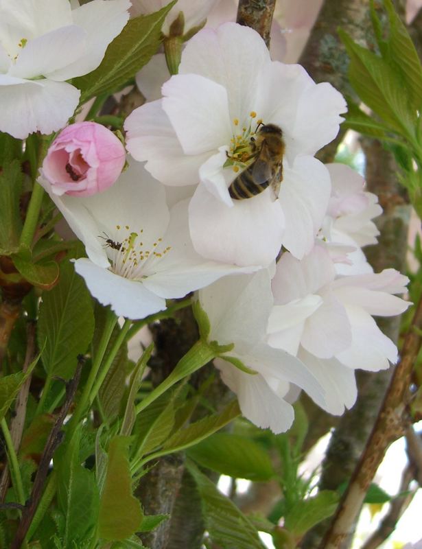 Wenn Ameisen und Bienen das gleiche teilen