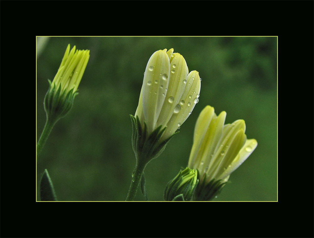 wenn an einem Regentag Blumen von innen heraus zu leuchten beginnen...