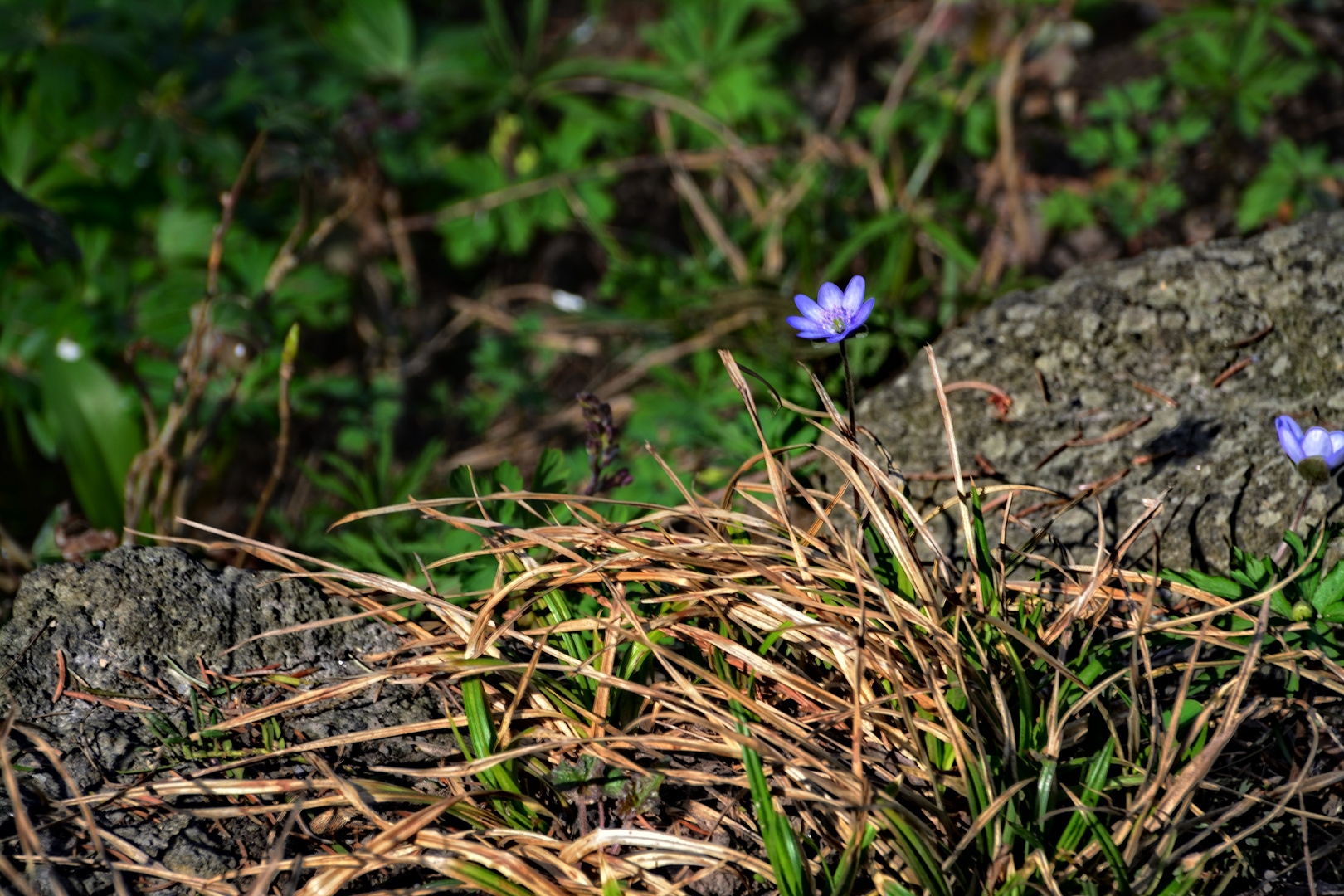 Wenn auch klein, so doch fein - Das Leberblümchen