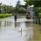 Wenn auf den Straßen Schwäne schwimmen .....