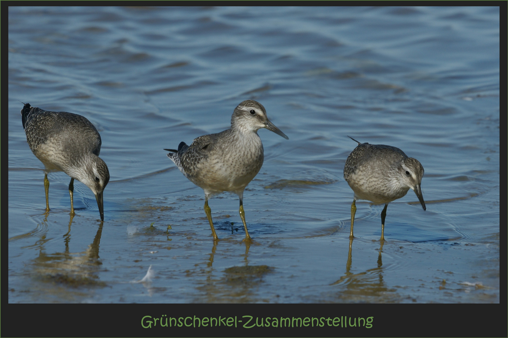 wenn aus dem Grünschenkel ein KNUTT wird...