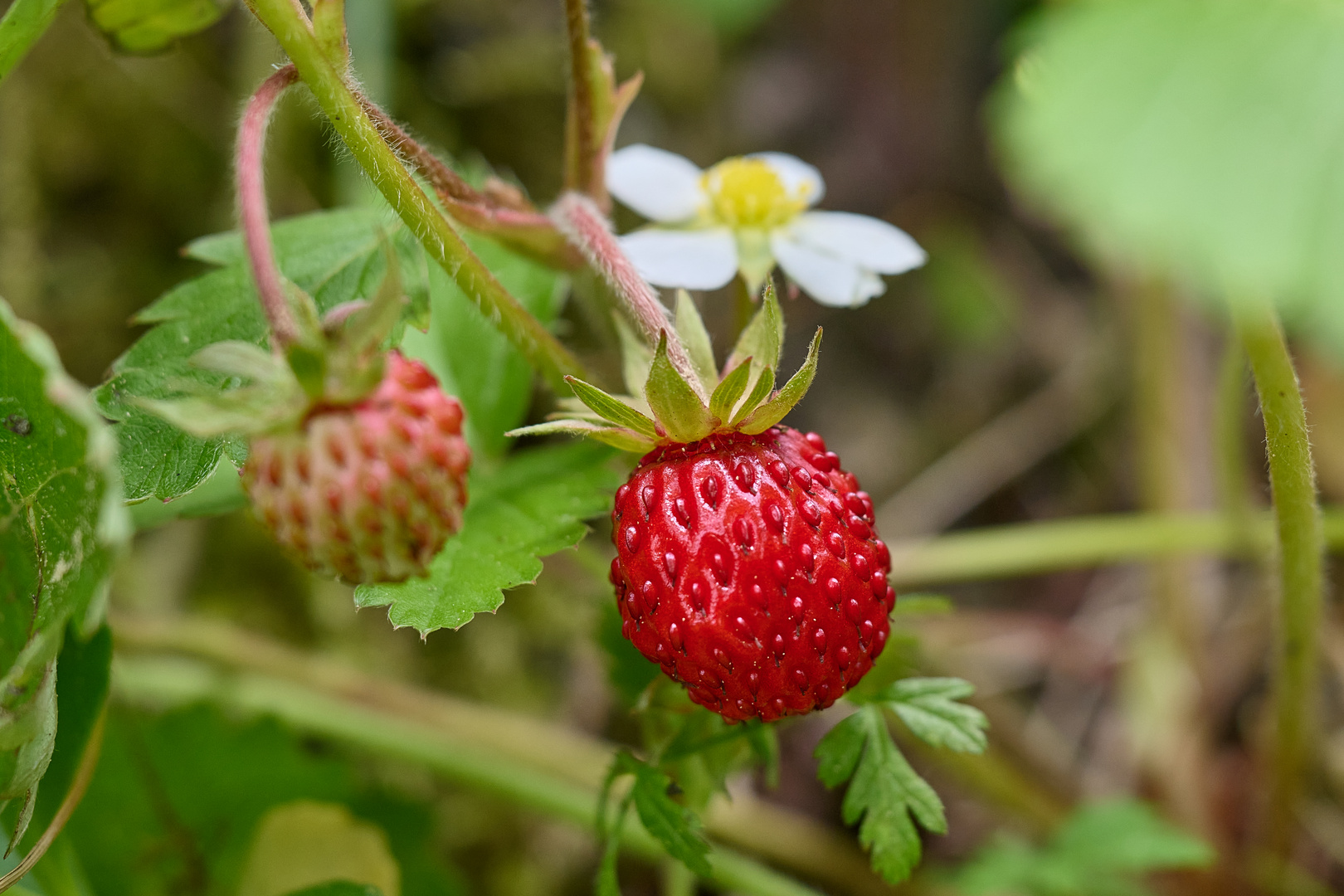 Wenn aus der Blüte eine