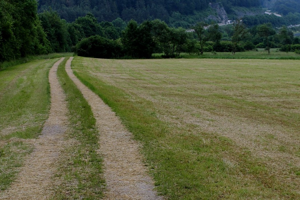 Wenn aus etwas Kleinem etwas Großes wird  [Aorta]