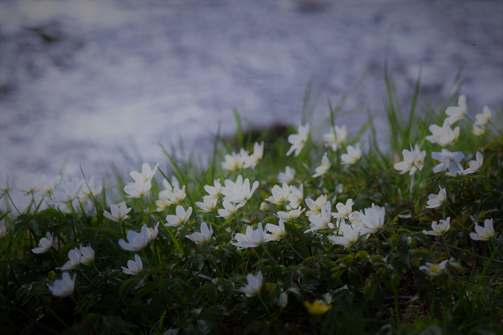 Wenn Bach und Blumen .......