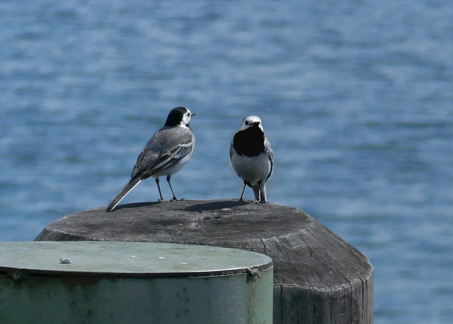 wenn Bachstelzen am See stelzen....