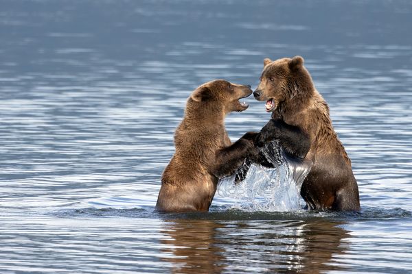 Wenn Bären spielen...