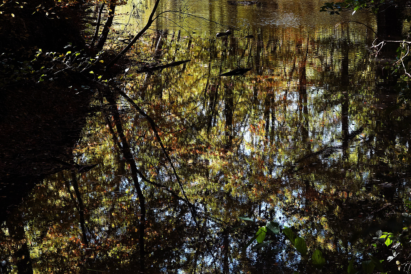 wenn Bäume Farbe ins Wasser spiegeln