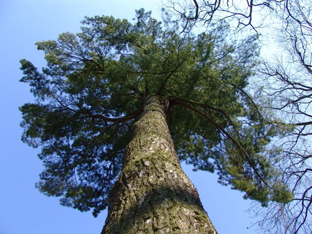 Wenn Bäume in den Himmel wachsen