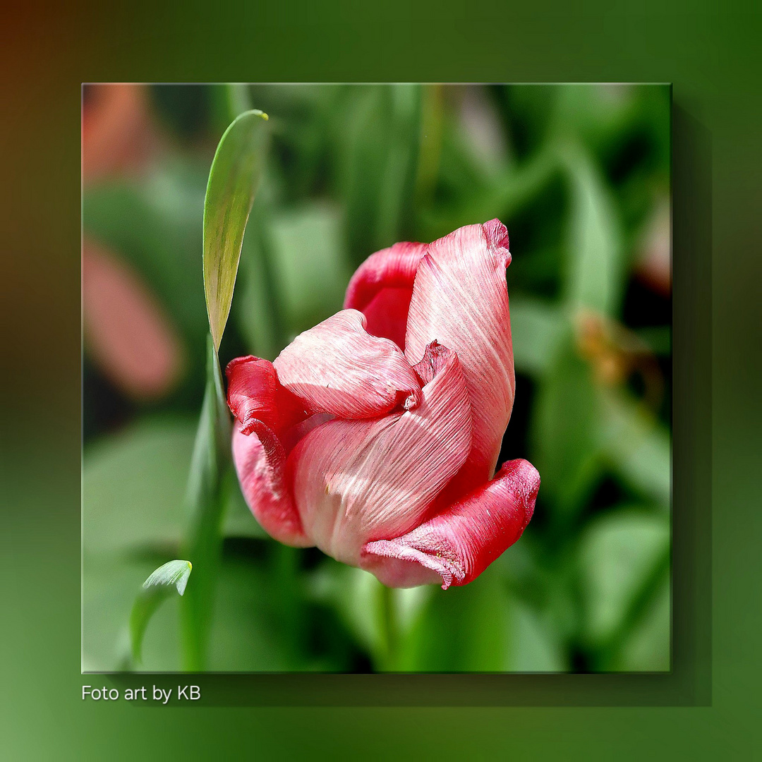 Wenn  Bei Der Tulpe Das Blühen Zuende Geht