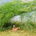 Wenn bei Dr. Dill...