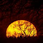 ....wenn bei Halstenbek die Sonne im Wald versinkt....