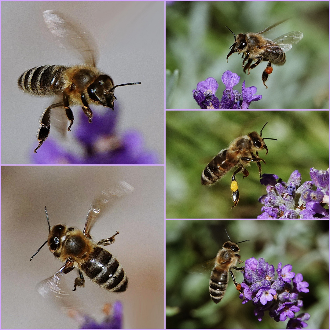 wenn Bienen fliegen
