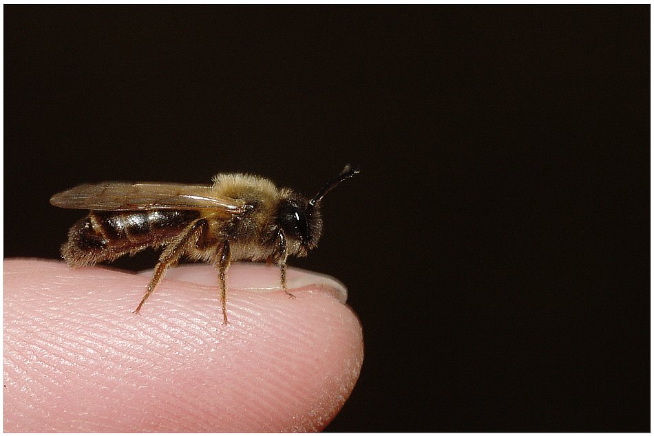 Wenn Bienen kalte Füße haben.......