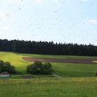 Wenn Bienen schwärmen