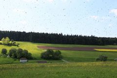 Wenn Bienen schwärmen