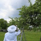 Wenn Bienen schwärmen