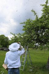 Wenn Bienen schwärmen