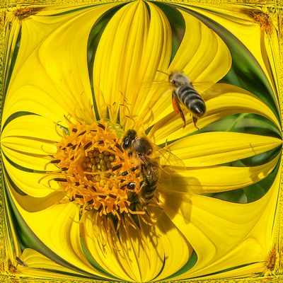 wenn Bienen träumen