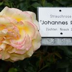 Wenn Bilder nur duften könnten ... Strauchrose Johannes Rau