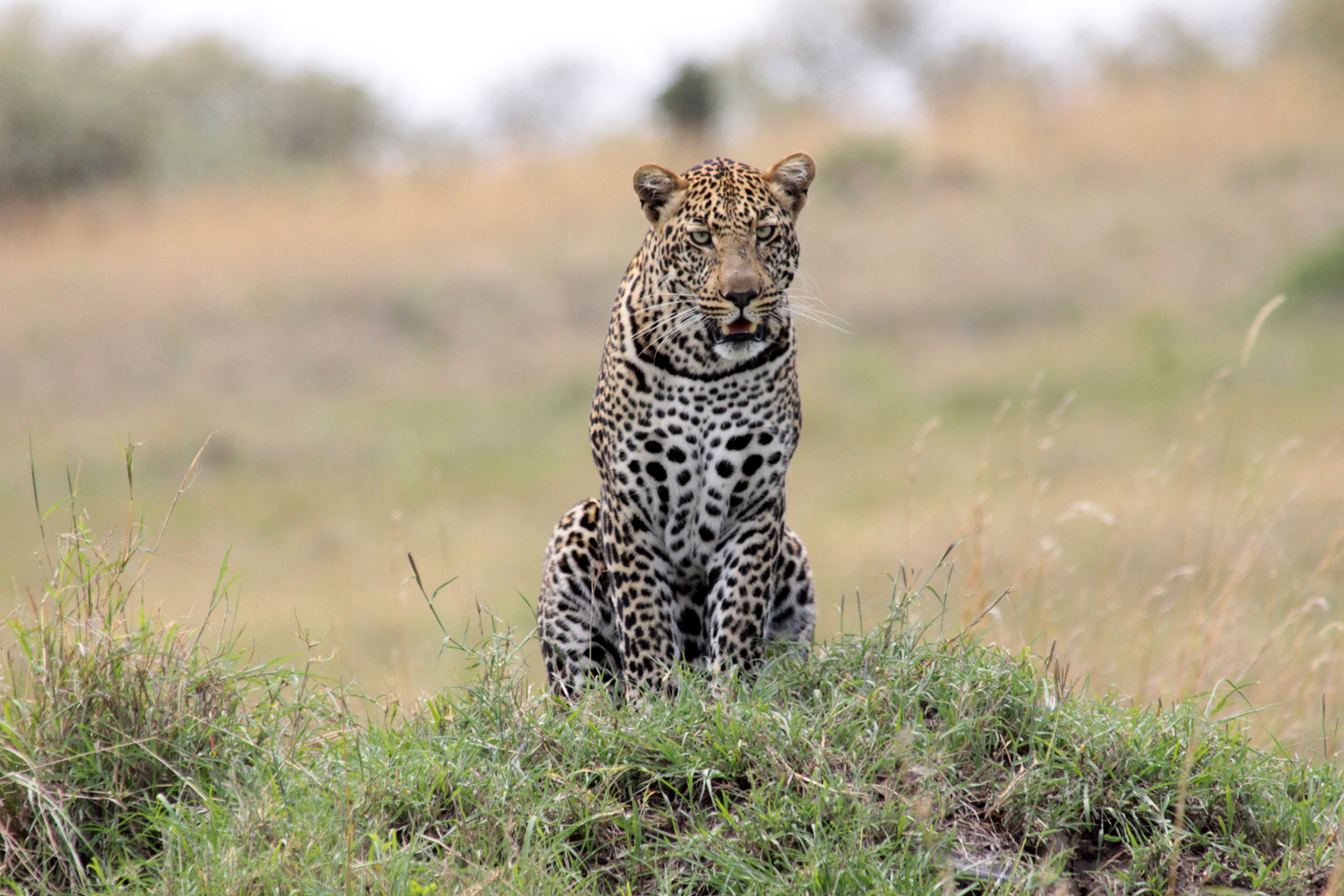 Wenn Blicke töten könnten (Leopard)